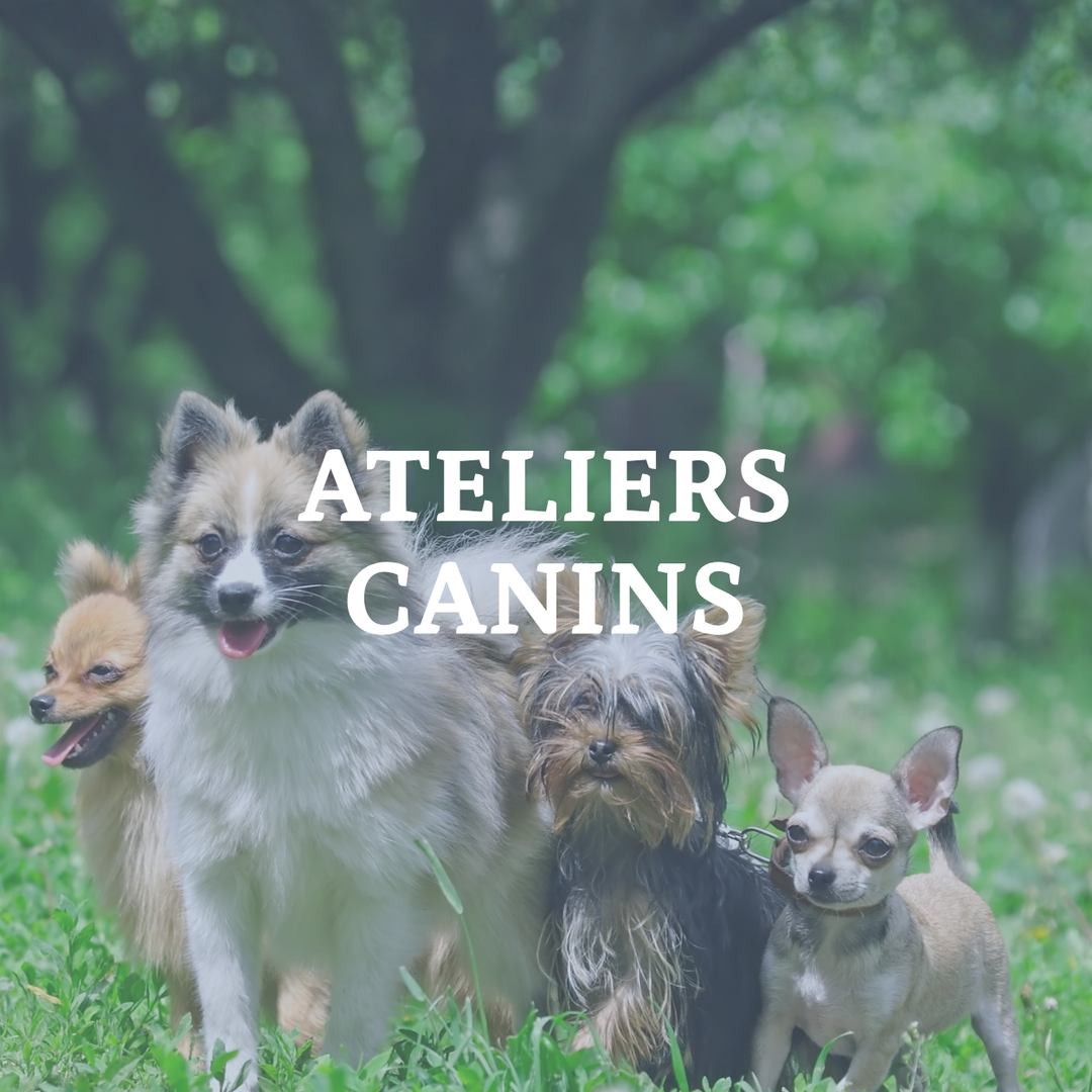 ATELIER - Jouer avec son chien