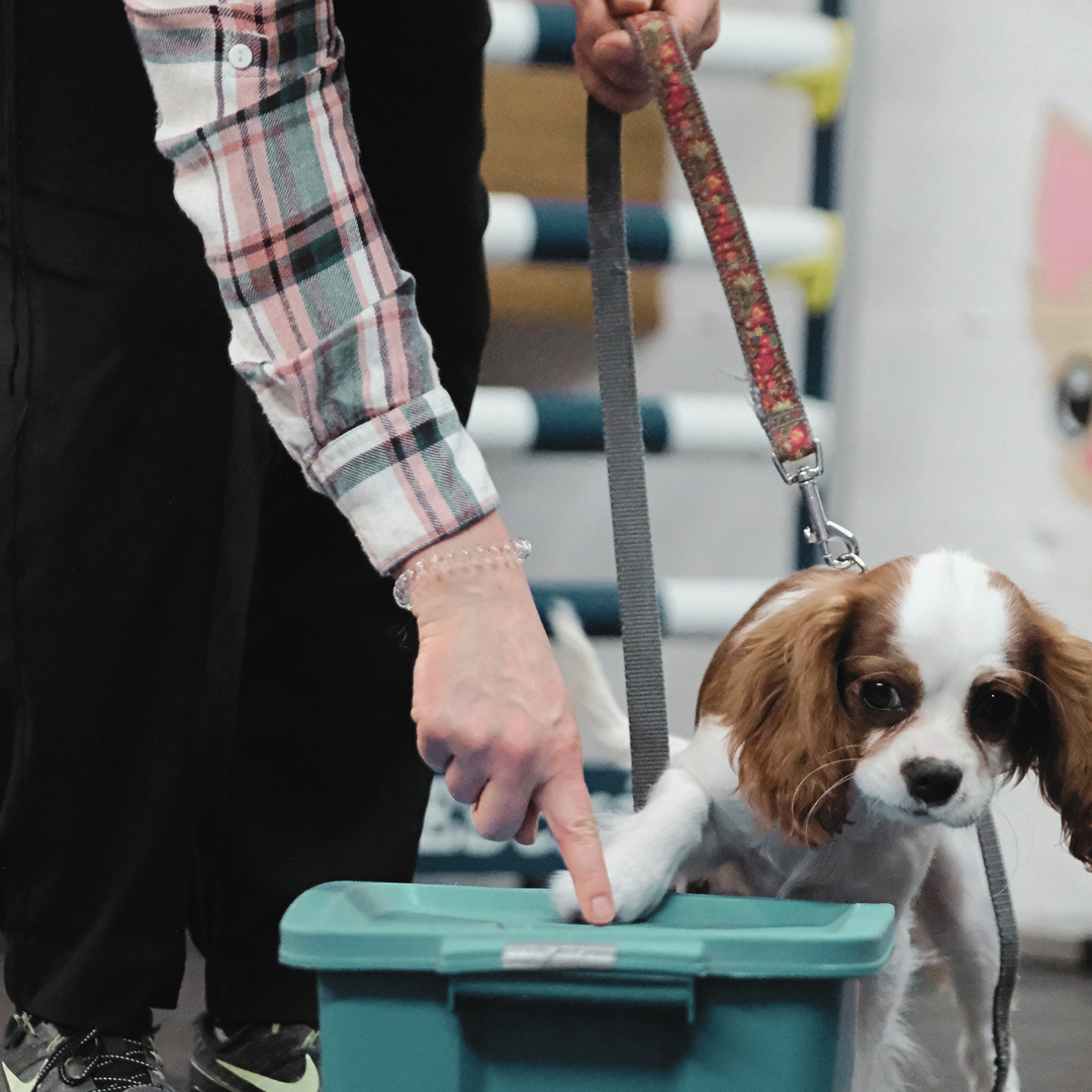 ATELIER CANIN DE GROUPE - Apprendre les bonnes manières - Énergie canine Estrie