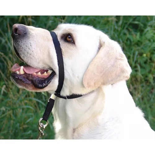 GENTLE LEADER - BEIGE - Énergie canine Estrie