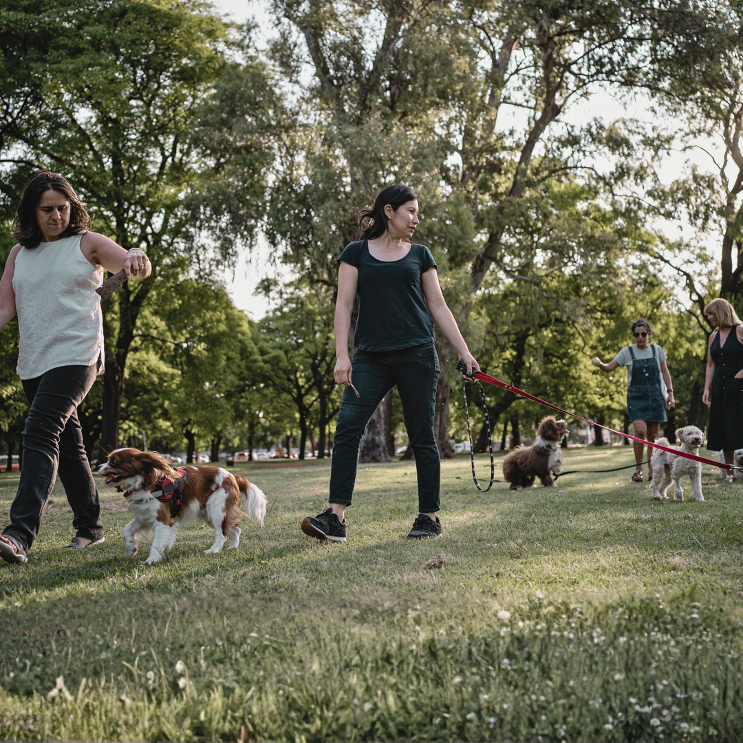 ATELIER CANIN DE GROUPE – Entraînement en places publiques