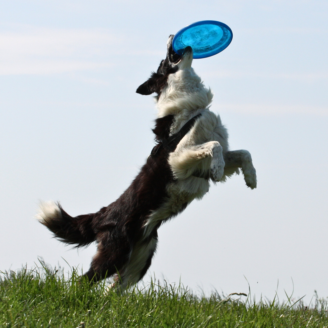 ATELIER CANIN DE GROUPE - Entraînement au Frisbee - Énergie canine Estrie