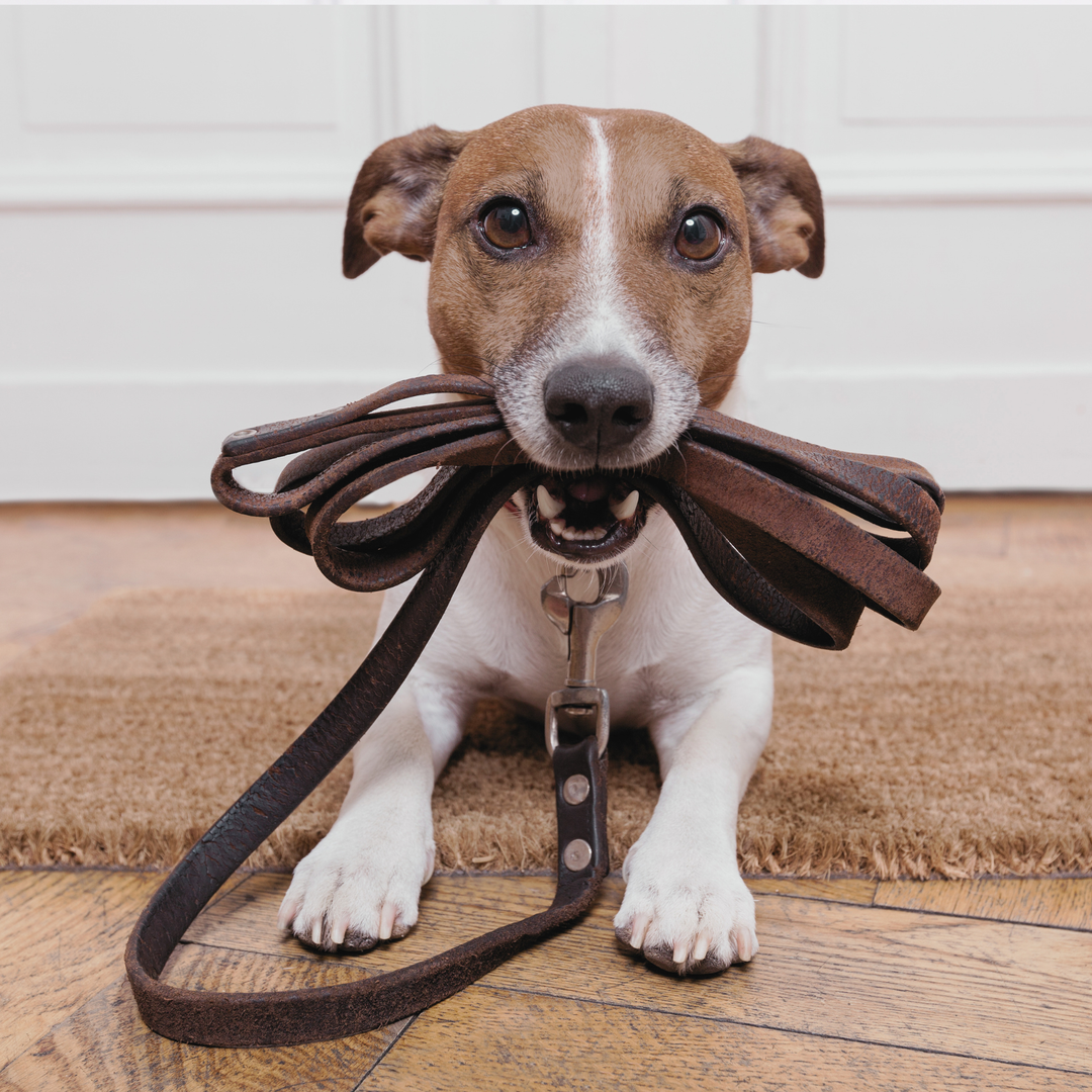 ATELIER CANIN DE GROUPE - Marche en laisse détendu