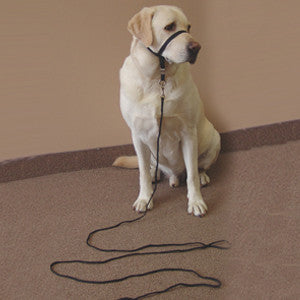 Gentle Leader - laisse d'entraînement 10pi - Énergie canine Estrie
